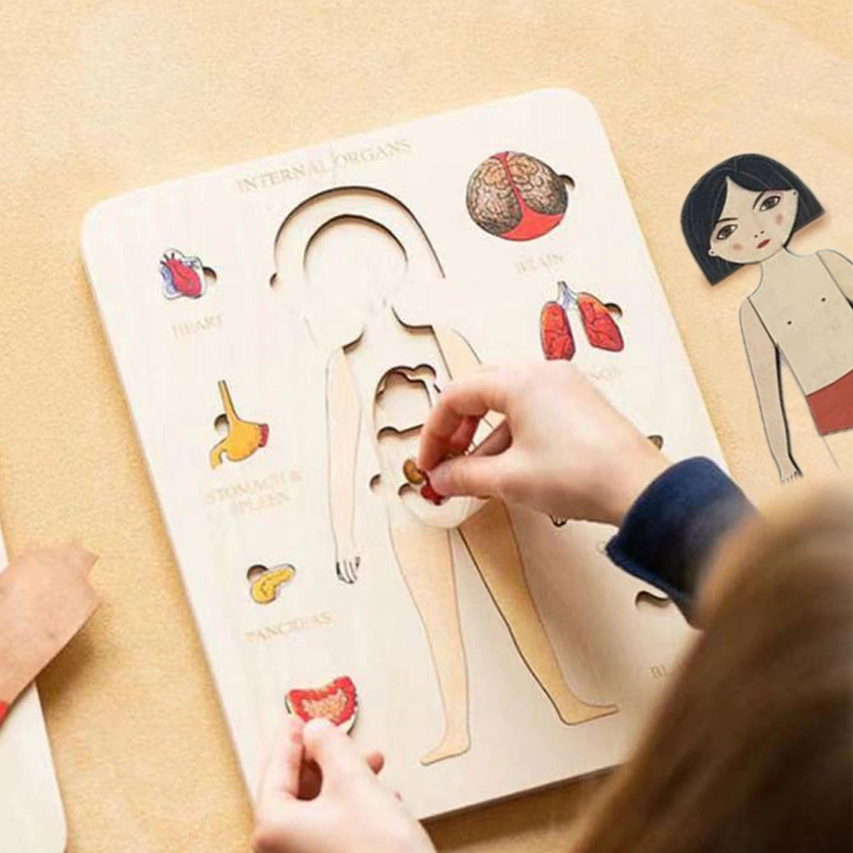 Woods™ | Discover the Human Body – Layer Puzzle