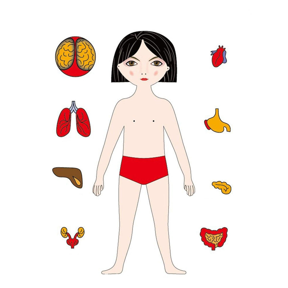Woods™ | Discover the Human Body – Layer Puzzle