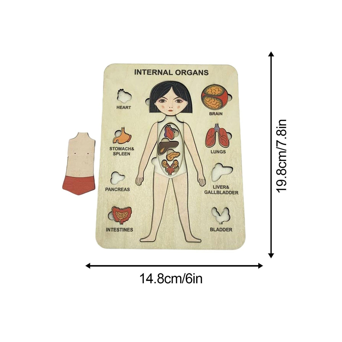 Woods™ | Discover the Human Body – Layer Puzzle